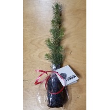 Coniferous Tree - in Eco bag with tag