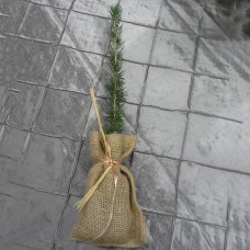 Tree - in burlap bag