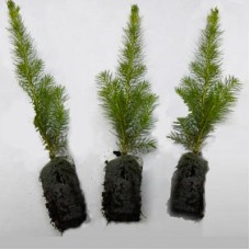 Greenhouse Plug - Colorado Spruce