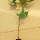 Greenhouse Plugs