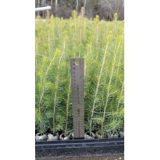 Greenhouse Plug - Norway Spruce