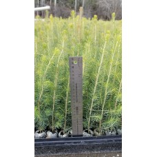 Greenhouse Plug - Norway Spruce