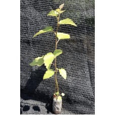 Greenhouse Plug - White Birch