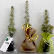 Gift Trees (6)