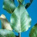 Balsam Poplar (2 gallon)