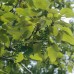 Balsam Poplar (2 gallon)