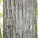 Balsam Poplar (2 gallon)
