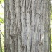 Balsam Poplar (1 gallon)