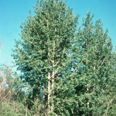 Balsam Poplar (2 gallon)