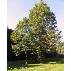 Basswood (3 gallon)