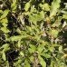 Bebb's Willow (1/1, P+0.5)