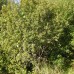 Bebb's Willow (1/1, P+0.5)