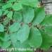 Bitternut Hickory (2+0)