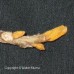Bitternut Hickory (2+0)