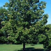 Bitternut Hickory 2 0 Ferguson Tree Nursery