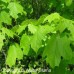 Black Maple (60cm+)