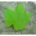 Black Maple (3 gallon)