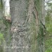 Black Maple (5 gallon)