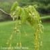 Black Maple (5 gallon)