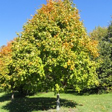 Black Maple (5 gallon)
