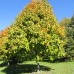 Black Maple (5 gallon)
