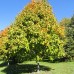 Black Maple (60cm+)