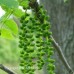 Black Walnut (1+0)