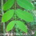 Black Walnut (1+0)