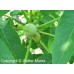 Black Walnut (1+0)