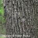 Black Walnut (1+0)