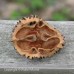 Black Walnut (1+0)