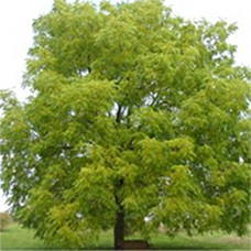 Black Walnut (1+0)