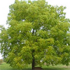 Black Walnut (2 gallon)