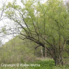 Black Willow (2 gallon)