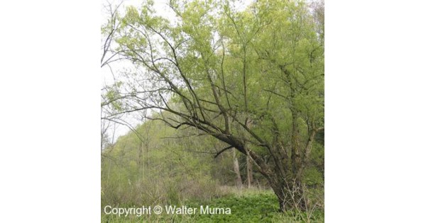 Black Willow (2 gallon) - Ferguson Tree Nursery