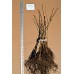 Bur Oak (1+0)