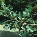Bur Oak (1+0)