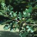 Bur Oak (3 gallon)