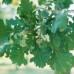 Bur Oak (1+0)