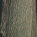 Bur Oak (60cm+)