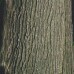 Bur Oak (1+0)
