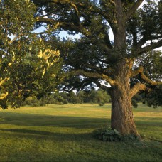 Bur Oak (60cm+)