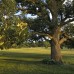 Bur Oak (1+0)