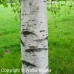 Gray Birch (2 gallon)