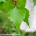 Gray Birch (G+1)