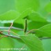 Gray Birch (G+1)