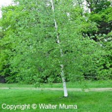 Gray Birch (G+1)
