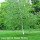 Grey Birch (2 gallon)