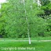 Gray Birch (2 gallon)