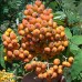 European Mountain Ash (2 gallon)